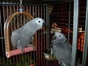 AFRICAN GREY CONGO BIRD,  very cute,  DNA sexed and vet checked