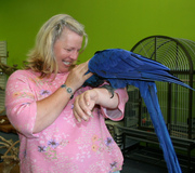 CUTE TALKING MACAW PARROTS AVAILABLE FOR ADOPTION