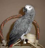 Extra Tamed African Grey Parrots On-07031875299
