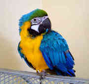 Macaw parrots for sale