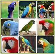 hand raised parrots and fertile eggs for sale