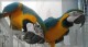 CATALINA MACAW PARROT FOR SALE
