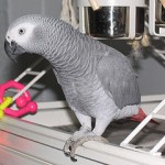  Talking congo african grey for sale