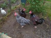 FREE - 5 pure bred cockerels (Cuckoo Marans,  Brown Speckled Sussex)