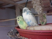 Baby budgies 