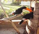 Toco Toucan Pair 2500 GBP