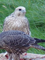 PROVEN Breeding Pair White & Grey GYRS, PEREGRINE Falcons For Sale!!