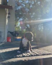 The Boxer is happy,  friendly, 