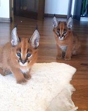 Ocelots,  Caracals and F1 - F3 savannah and Servak kittens for sale