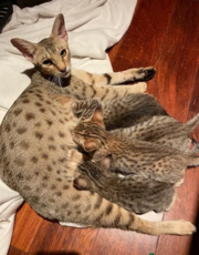 Ocelots,  Caracals and F1 - F3 savannah 