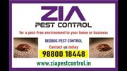 Anti Termite Treatment,   Wood Borer