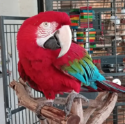 MACAW PARROTS FOR SALE