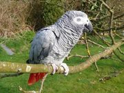 Home Raised African Grey Parrots