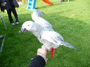Lovely African Greys