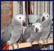 Socialized African Grey Parrots