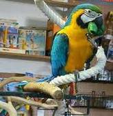 free macaw parrots for free to any homes
