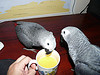  Adorable Grey parrot for adoption