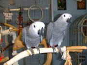 my baby African grey parrots is 5 years old