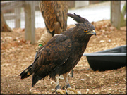 Pair Of Long Crested Eagles Ready For Caring Homes  