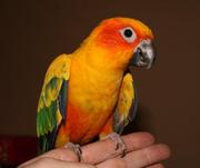 WE ARE OFFERING WELL TEAMED SUN CONURE ,  AFRICAN GREY PARROT 